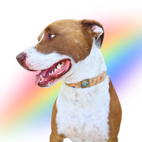 Rainbow Pride Vegan Cork Leather Dog Collar & Cat Collar. Shiny Iridescent Rainbow Cork Pet Collar with an Iridescent Diamond Pyramid Czech Glass Bead Collar Charms. Jewelry for Pets. Solid brass durable handmade jewelry. Inclusive jewelry. Cute dog pic. Pitbull Collar.