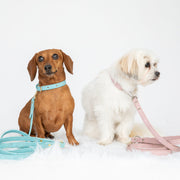 Shop our vegan leather blue cork pet leash, a cruelty-free and sustainable pet accessory for your beloved pet. Made from eco-friendly materials, this dog and cat leash combines style and ethics, perfect for conscious pet owners. Cruelty-free, luxury dog leash, unique pet leash, boho chic pet accessories, premium leashes, organic look, ethically made, handmade in the USA, LGBTQIA woman-owned, for the fashion dog. 